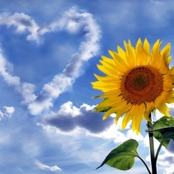 sunflower against sky with clouds heart