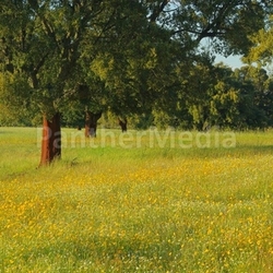 portugal cork plant green flower tree nature