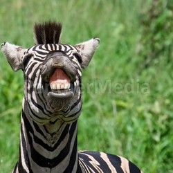 beaming smile