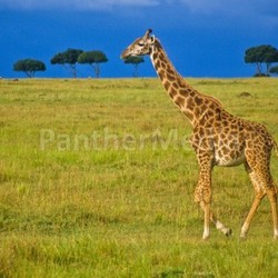 giraffe