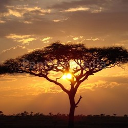 sunrise in africa