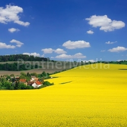 Rural landscape