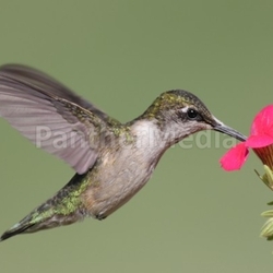 Juvenile Ruby-throated Hummingbird (archilochus colubris)