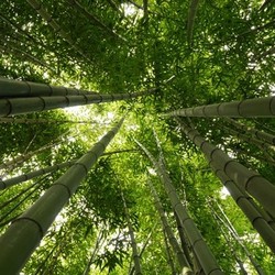 bamboo