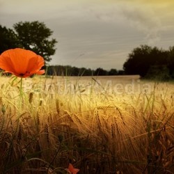 Red poppy in a wheat field