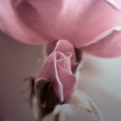 perishable transitoriness rose bud valentine delicate flourish