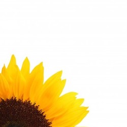 yellow natural nature sunflowers blossom blossoms shapes
