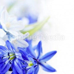 Spring flowers background