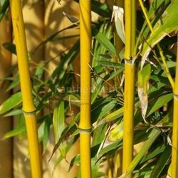 Bambus - bamboo 23