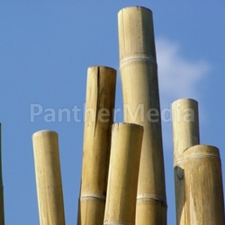 Bambusstange - bamboo cane 02