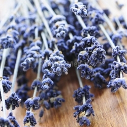 Dried lavender