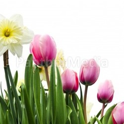Tulips and daffodils on white background