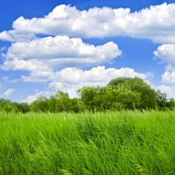 Grass and trees