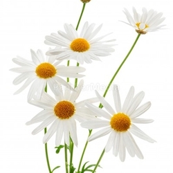 Daisies on white background