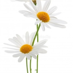 Daisies on white background