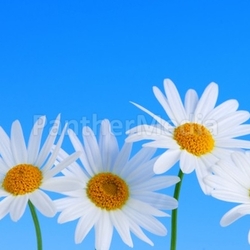 Daisy flowers on blue background