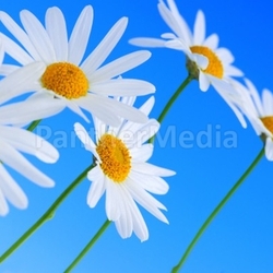 Daisy flowers on blue background