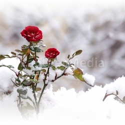 rose weinachten dezember xmas weihnachten schneeflocke weihnachtlich winter schnee pflanze weiss blume weihnacht