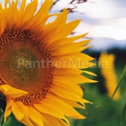 Sonnenblume