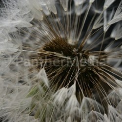 wet dandelion