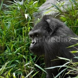 gorilla