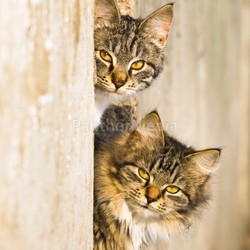 spring cats