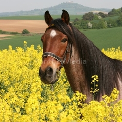 Pferdeportrait
