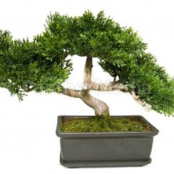 Bonsai tree in a pot