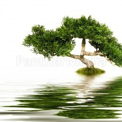 Bonsai tree reflecting in water