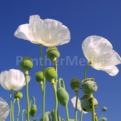 Mohn -  poppy 36