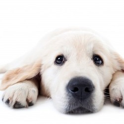 Young golden retriever lying