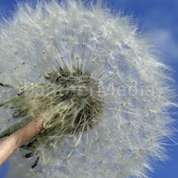 dandelion