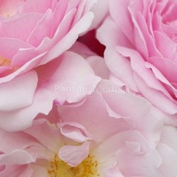 english roses
