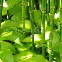 bamboo and hosta
