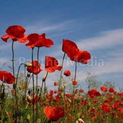 poppies