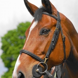 Reitpferd 2