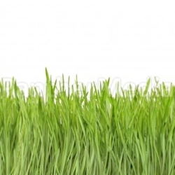 Wheat isolated on white background