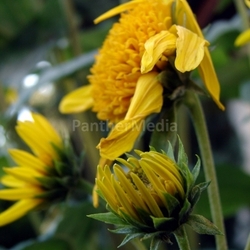 Lieblingsblumen