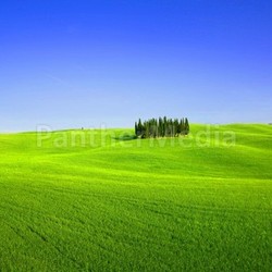 cypresses in tuscany