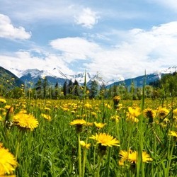spring
