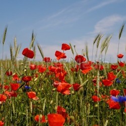 poppy
