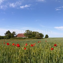 landscape on ærø