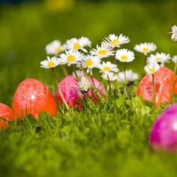 daisies and eggs