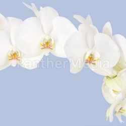 orchids