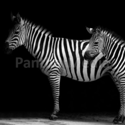 Zwei Zebras
