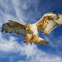 Ferruginous attack