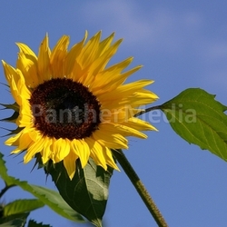 Sonnenblume im Wind