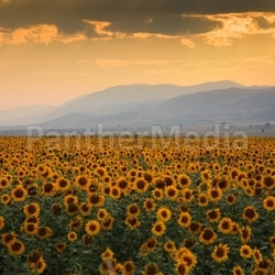 Sunset over a sunflower field