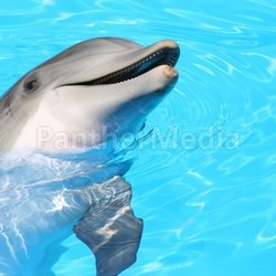 dolphin