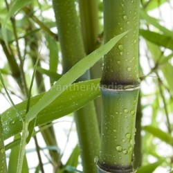 bamboo 01